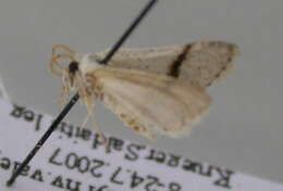 Image of Scopula subgastonaria Wiltshire 1982