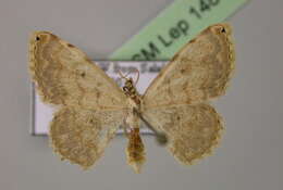 Image of <i>Scopula nepheloperas aidasi</i> Hausmann 2009