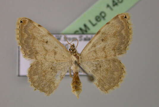 Image of <i>Scopula nepheloperas aidasi</i> Hausmann 2009