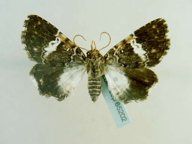 Image of Pseudogerespa Hampson 1926