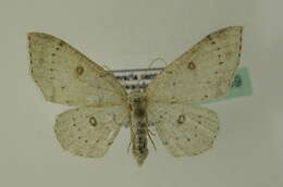 Image of birch mocha
