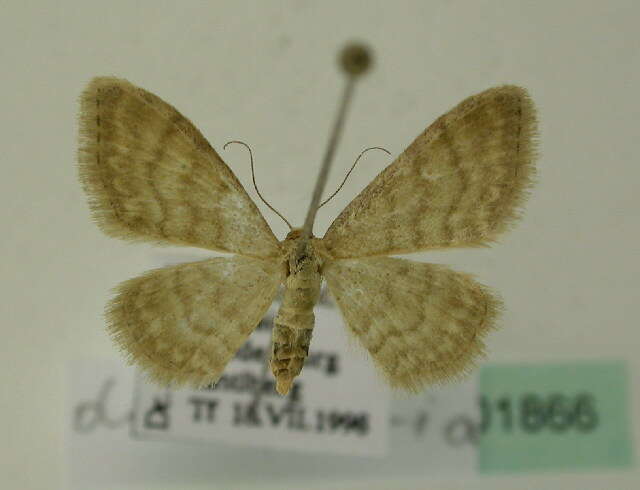 صورة Idaea dilutaria Hübner 1798