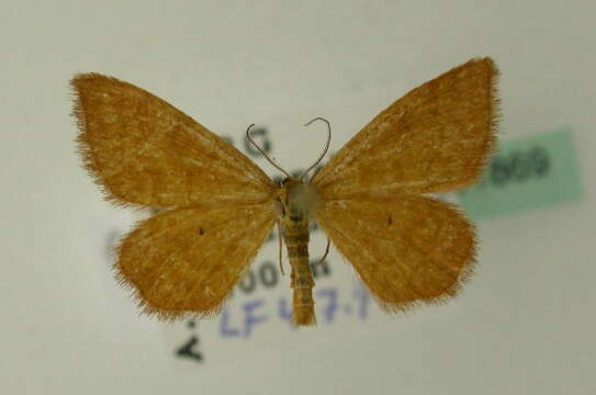 صورة Idaea serpentata Hüfnagel 1767