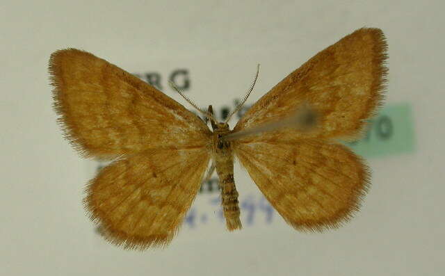 صورة Idaea serpentata Hüfnagel 1767