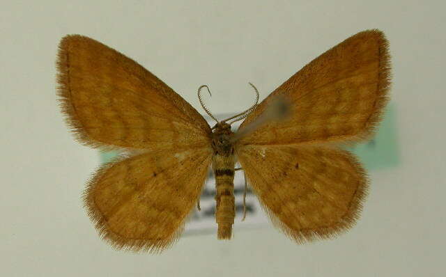 صورة Idaea serpentata Hüfnagel 1767