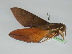 Image of White-brow Hawkmoth