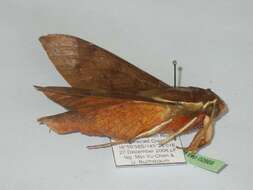 Image of White-brow Hawkmoth