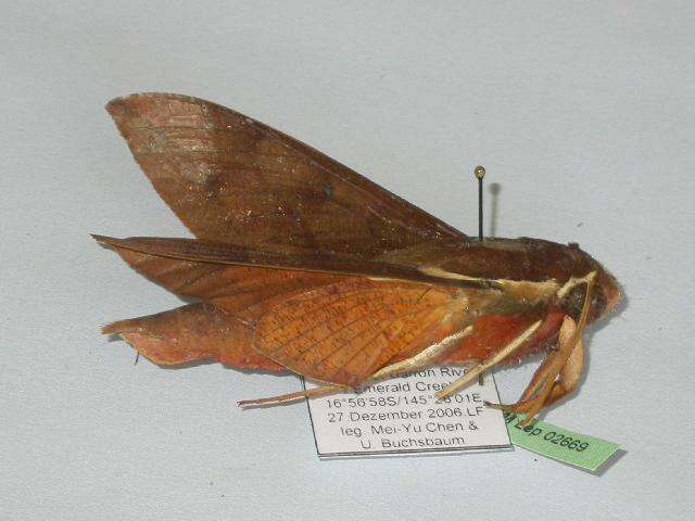 Image of White-brow Hawkmoth