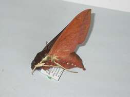 Image of White-brow Hawkmoth
