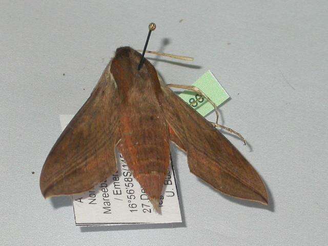 Image of Vine hawk moth