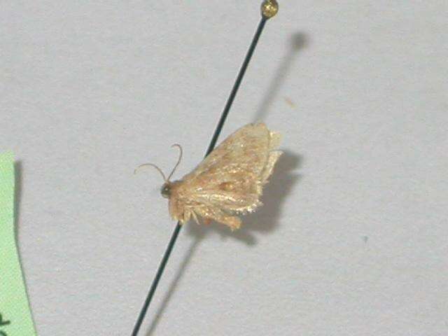 Image of Idaea trypheropa Meyrick 1889