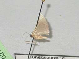 Image of Idaea