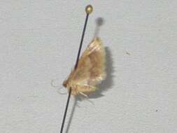 Image of Idaea trypheropa Meyrick 1889