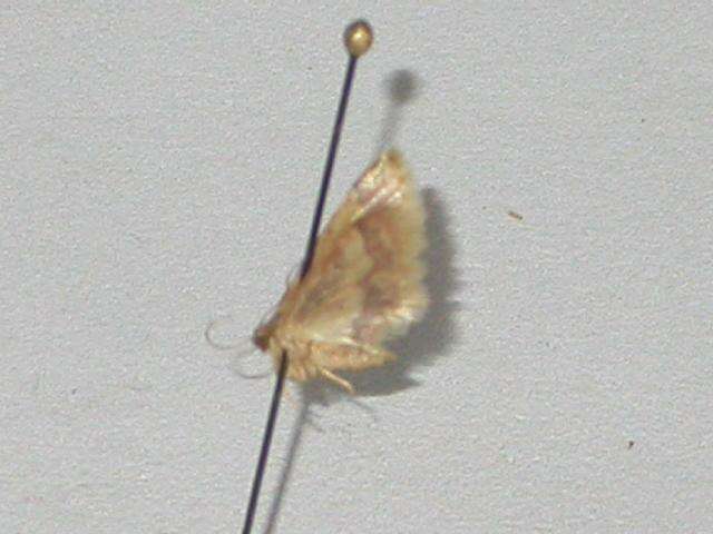 Image of Idaea trypheropa Meyrick 1889