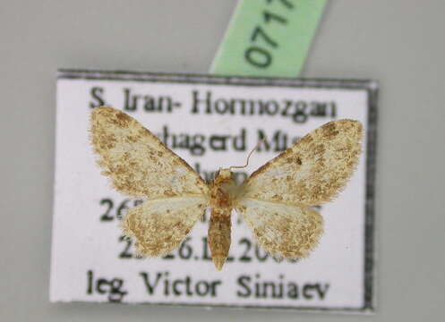 Imagem de Eupithecia brunneata Staudinger 1900