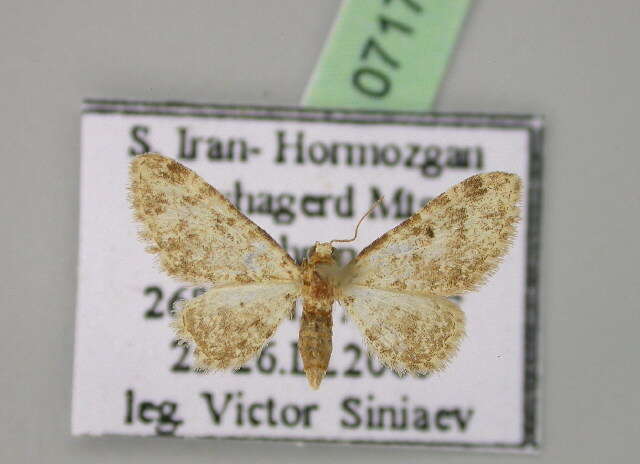 Image of Eupithecia brunneata Staudinger 1900