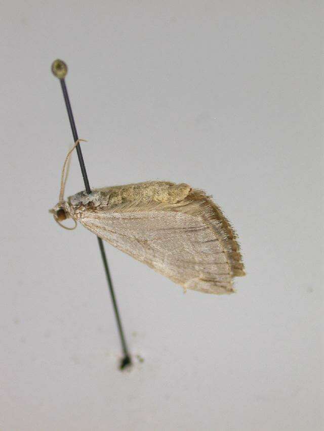 Image of <i>Aplocera arenbergeri</i>