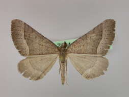 Image of Scotopteryx