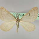 Image of Pseudolarentia monosticta Butler 1894