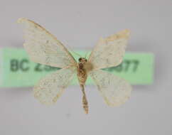 Image of Idaea