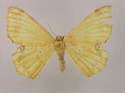 Image of Erastria albosignata Walker 1862