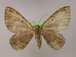 Plancia ëd Disclisioprocta natalata Walker 1862