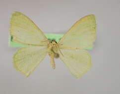 Image of <i>Prasinocyma immaculata thiaucourti</i>