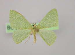 Image of <i>Prasinocyma immaculata thiaucourti</i>