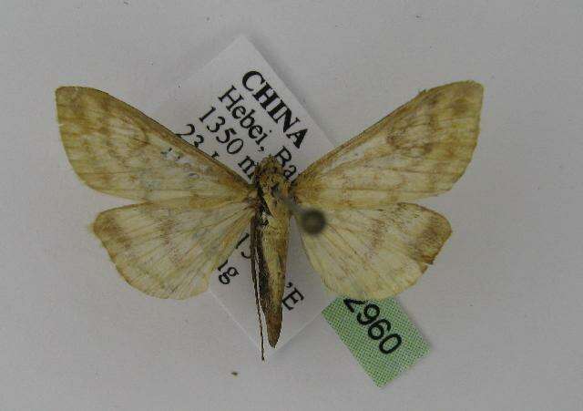 صورة Sitochroa verticalis Linnaeus 1758