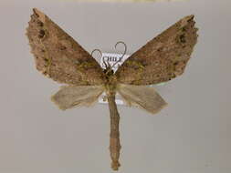 Image of Triptiloides krahmeri Parra 1991