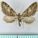 Image of Eupithecia ogilviata Warren 1905