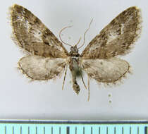 صورة Eupithecia ogilviata Warren 1905