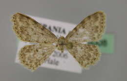 Image of Idaea cervantaria Millière 1872