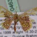 Image of Idaea fimbriata Warren 1900