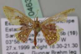 Image of Idaea fimbriata Warren 1900