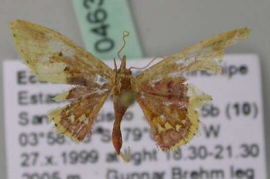 صورة Idaea fimbriata Warren 1900