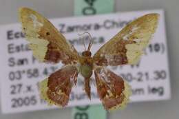 Image of Idaea fimbriata Warren 1900