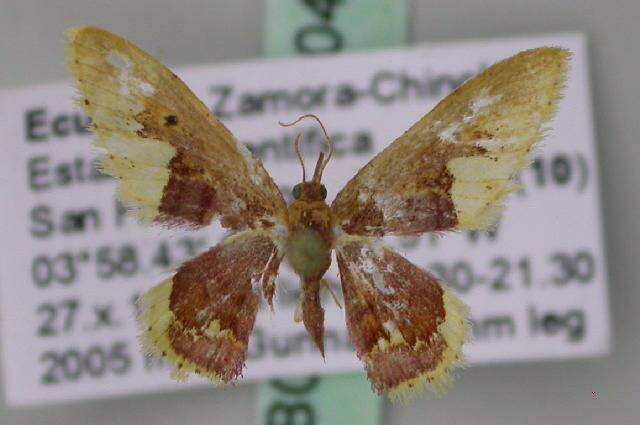 صورة Idaea fimbriata Warren 1900