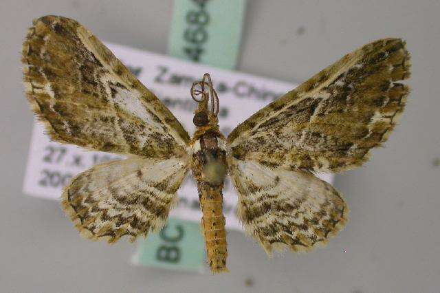 Image of Eupithecia pallidicosta Warren 1904