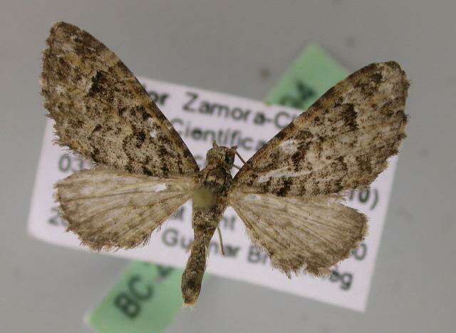 Image of Eupithecia parallaxis Prout 1916