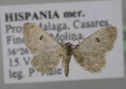 Imagem de Eupithecia limbata Staudinger 1879