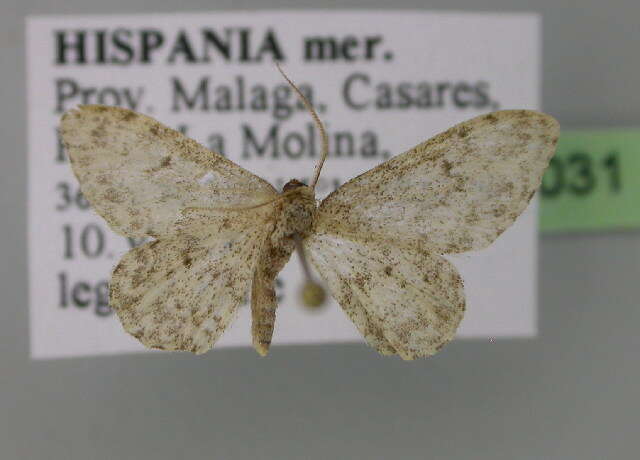 Image of Idaea cervantaria Millière 1872