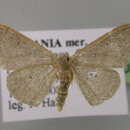 Image of <i>Idaea predotaria</i>
