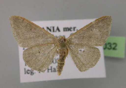 صورة <i>Idaea predotaria</i>