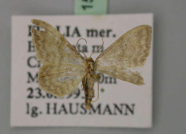 صورة Idaea dilutaria Hübner 1798