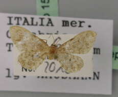 صورة Idaea inquinata Scopoli 1763