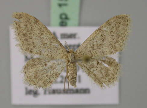 Image of Idaea typicata Guenée 1858