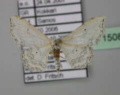 Image of Idaea textaria Lederer 1861