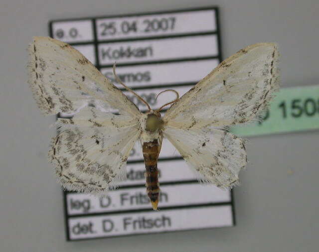 Image of Idaea textaria Lederer 1861