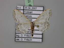 Image of Idaea textaria Lederer 1861